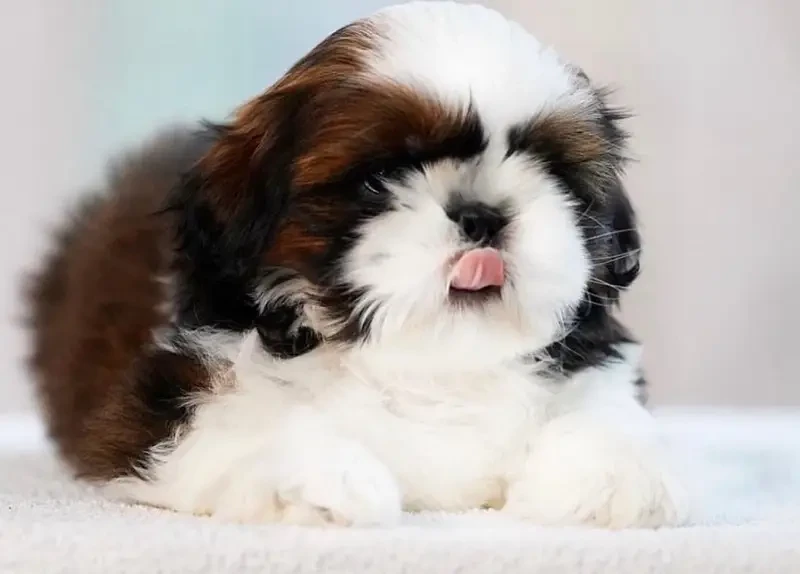 Shihtzu Puppies-Image 2