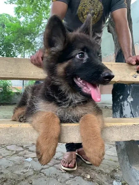 German Shepherd long Haired male puppy