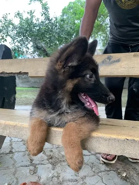 German Shepherd long Haired male puppy