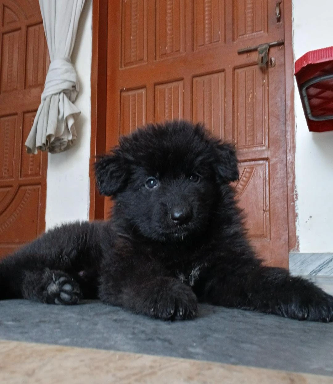 Garman shepherd Male pup-Image 1