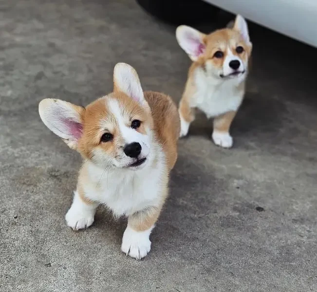 Corgi Puppy available for Import