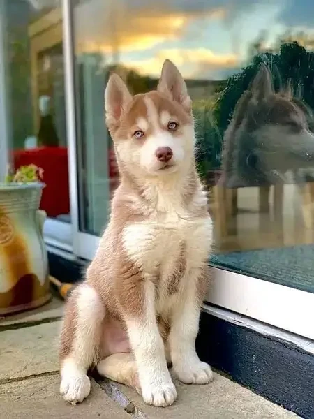 Siberian Husky wolly coated male puppy