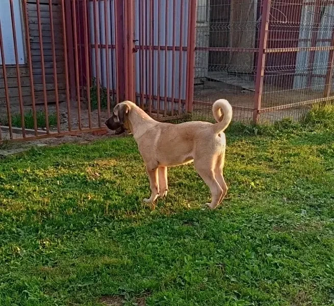 Turkish Kangal Puppies ready for import