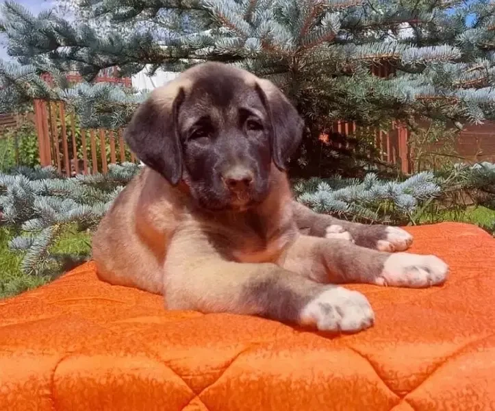 Turkish Kangal Puppies ready for import