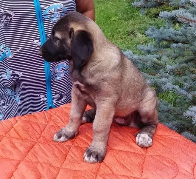 Turkish Kangal Puppies ready for import-Image 3