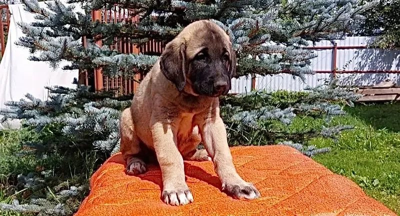 Turkish Kangal Puppies ready for import