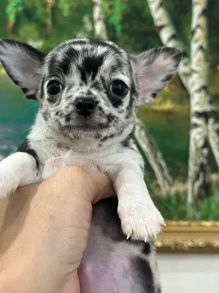 Chihuahua puppies ready for import