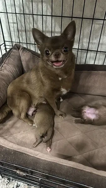 Chihuahua puppies ready for import