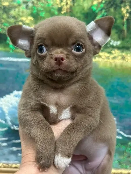 Chihuahua puppies ready for import