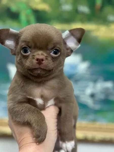 Chihuahua puppies ready for import