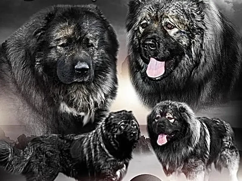 Caucasian Shepherd Puppies for Import