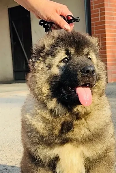 Caucasian Shepherd Puppies for Import-Image 2