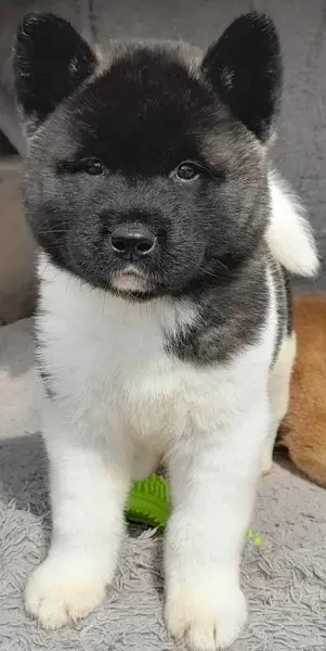 American Akita Puppies for Import