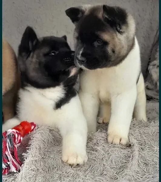 American Akita Puppies for Import-Image 2