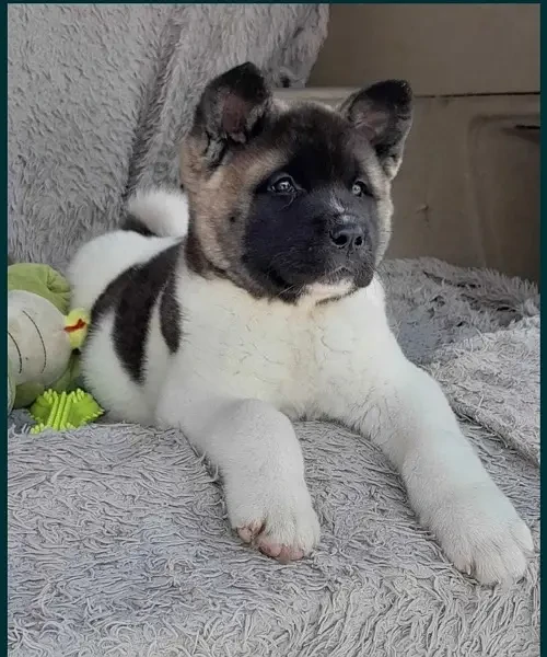 American Akita Puppies for Import-Image 3