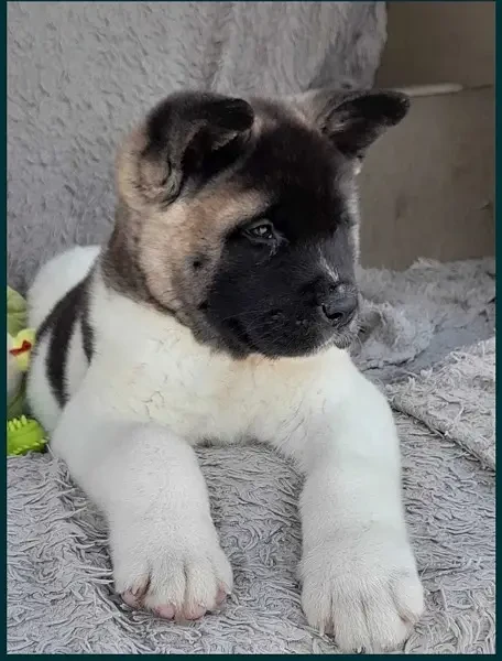 American Akita Puppies for Import-Image 4