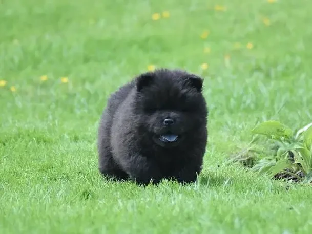 Chow Chow Puppies ready to Import-Image 1