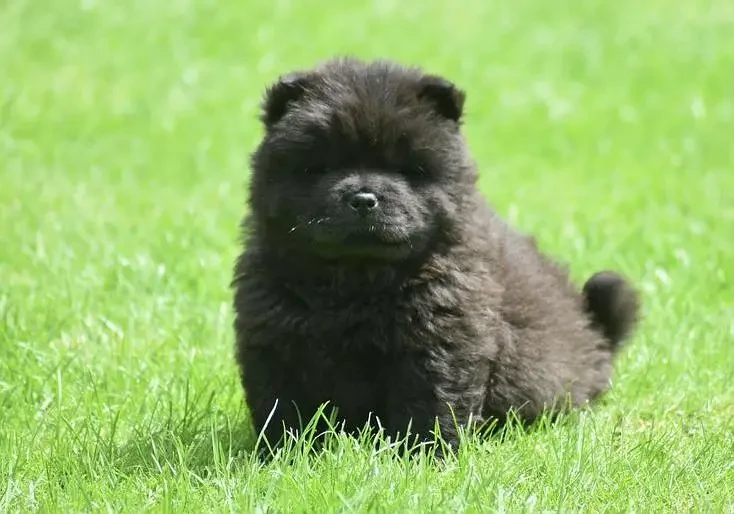 Chow Chow Puppies ready to Import-Image 2