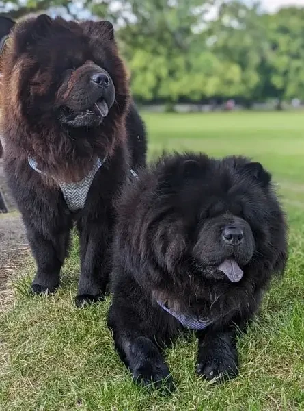 Chow Chow Puppies ready to Import