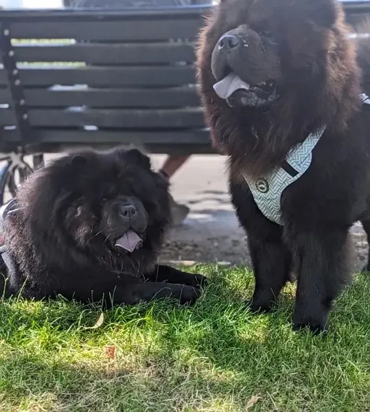 Chow Chow Puppies ready to Import