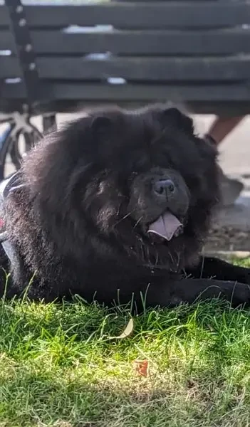 Chow Chow Puppies ready to Import-Image 5