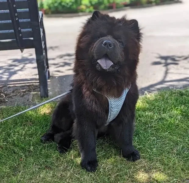 Chow Chow Puppies ready to Import-Image 6