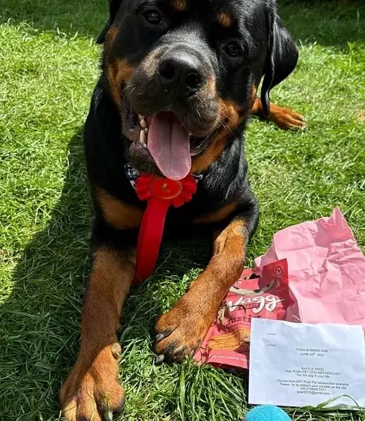 Rottweiler Vaccinated Female puppy