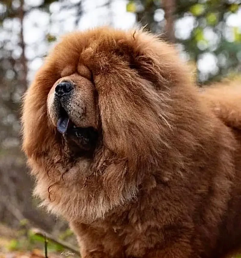 chow chow breed / imported / 2 year old female breeder-Image 1