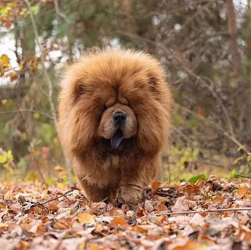 chow chow breed / imported / 2 year old female breeder