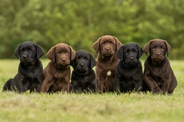 Pedigree Labrador puppies