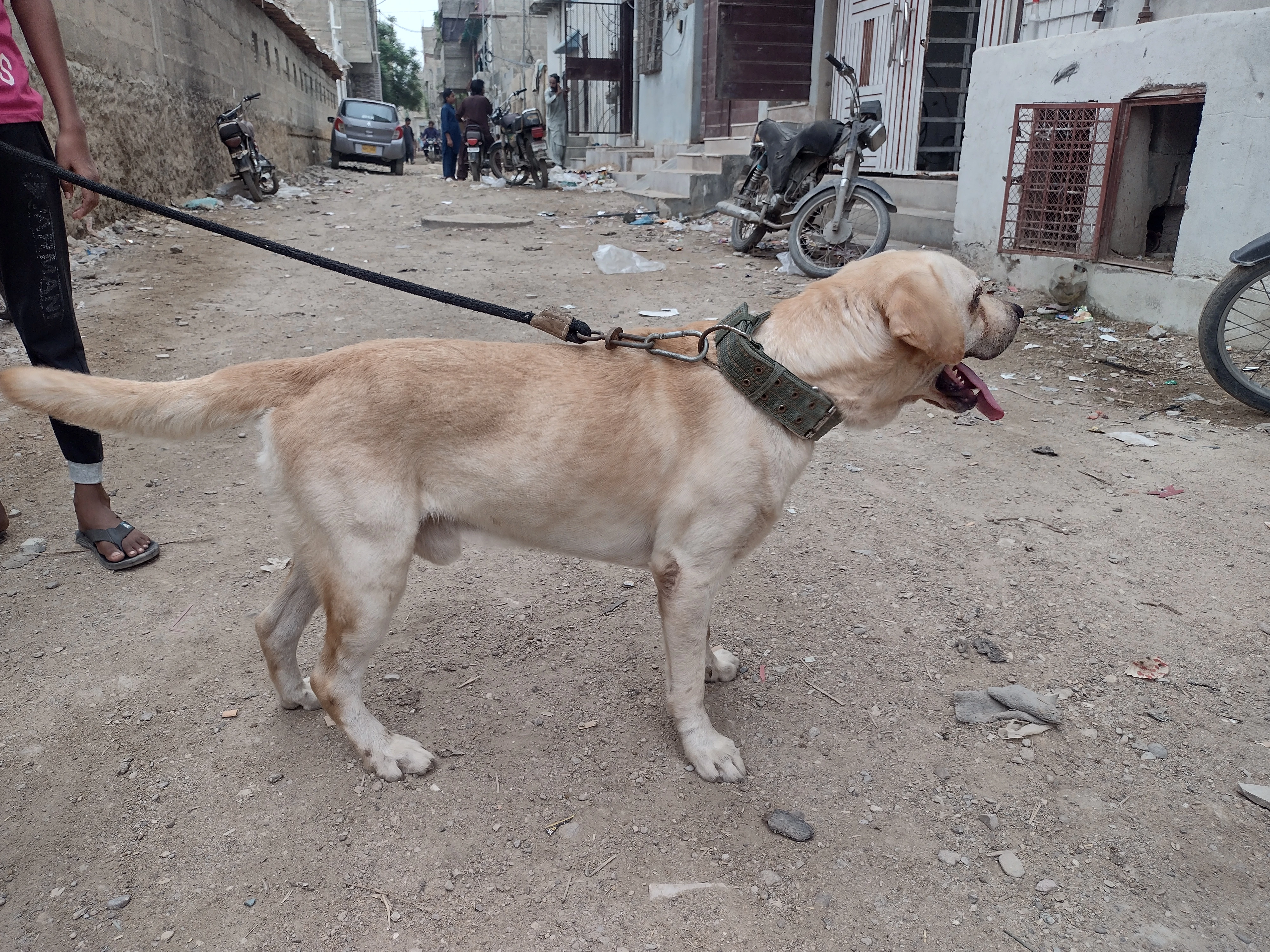 Labrador male for stud-Image 1