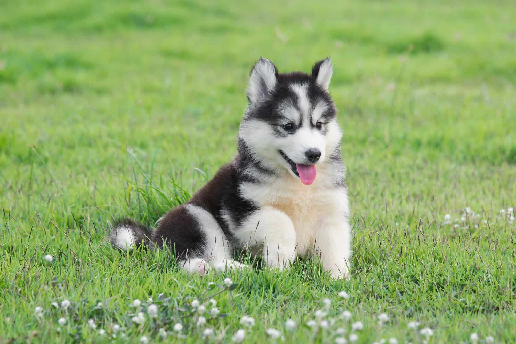 Siberian husky