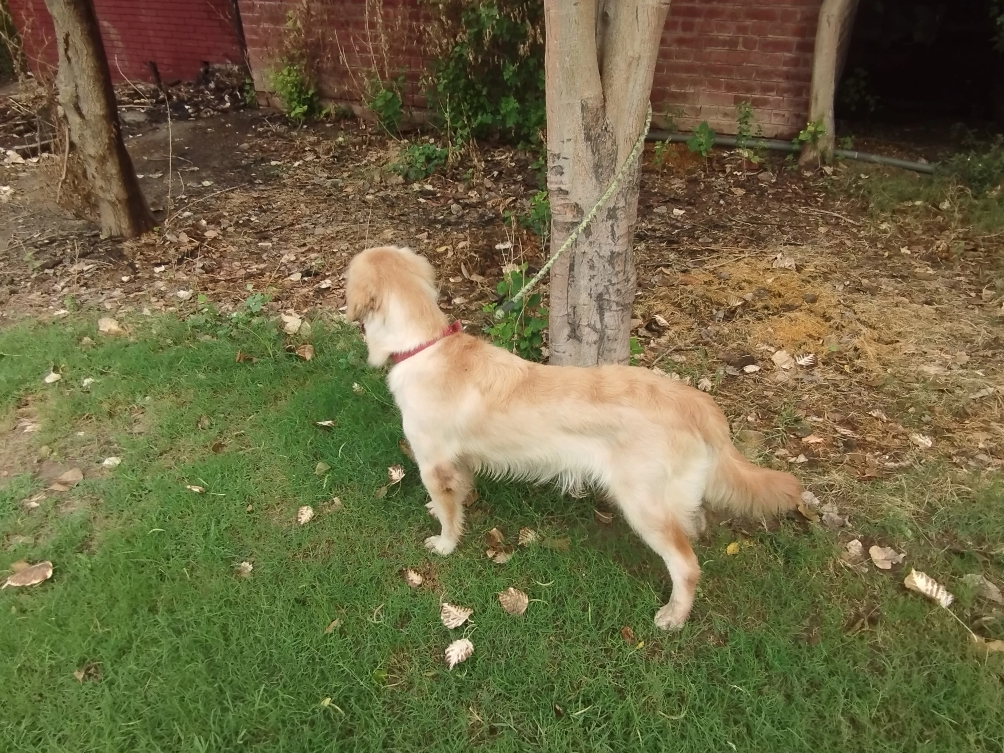 Golden retriever female puppy