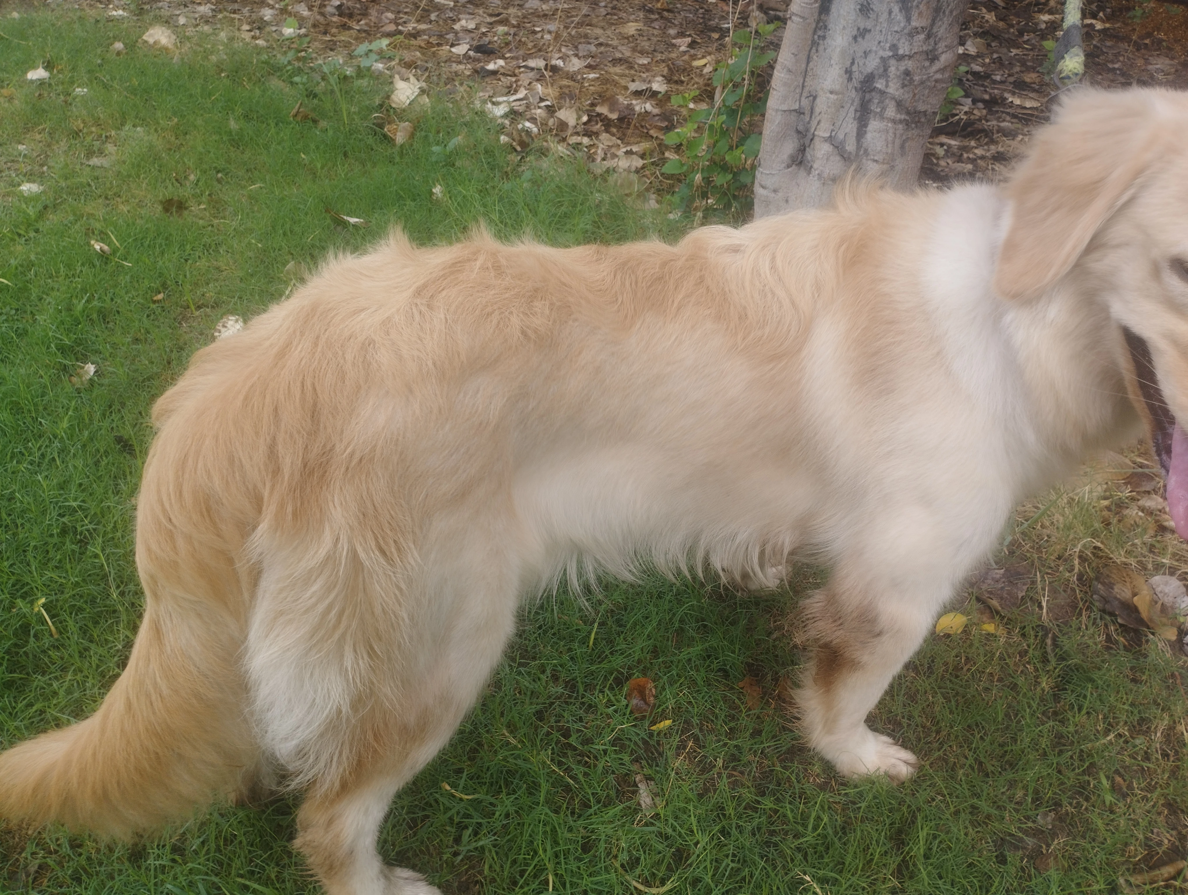 Golden retriever female puppy