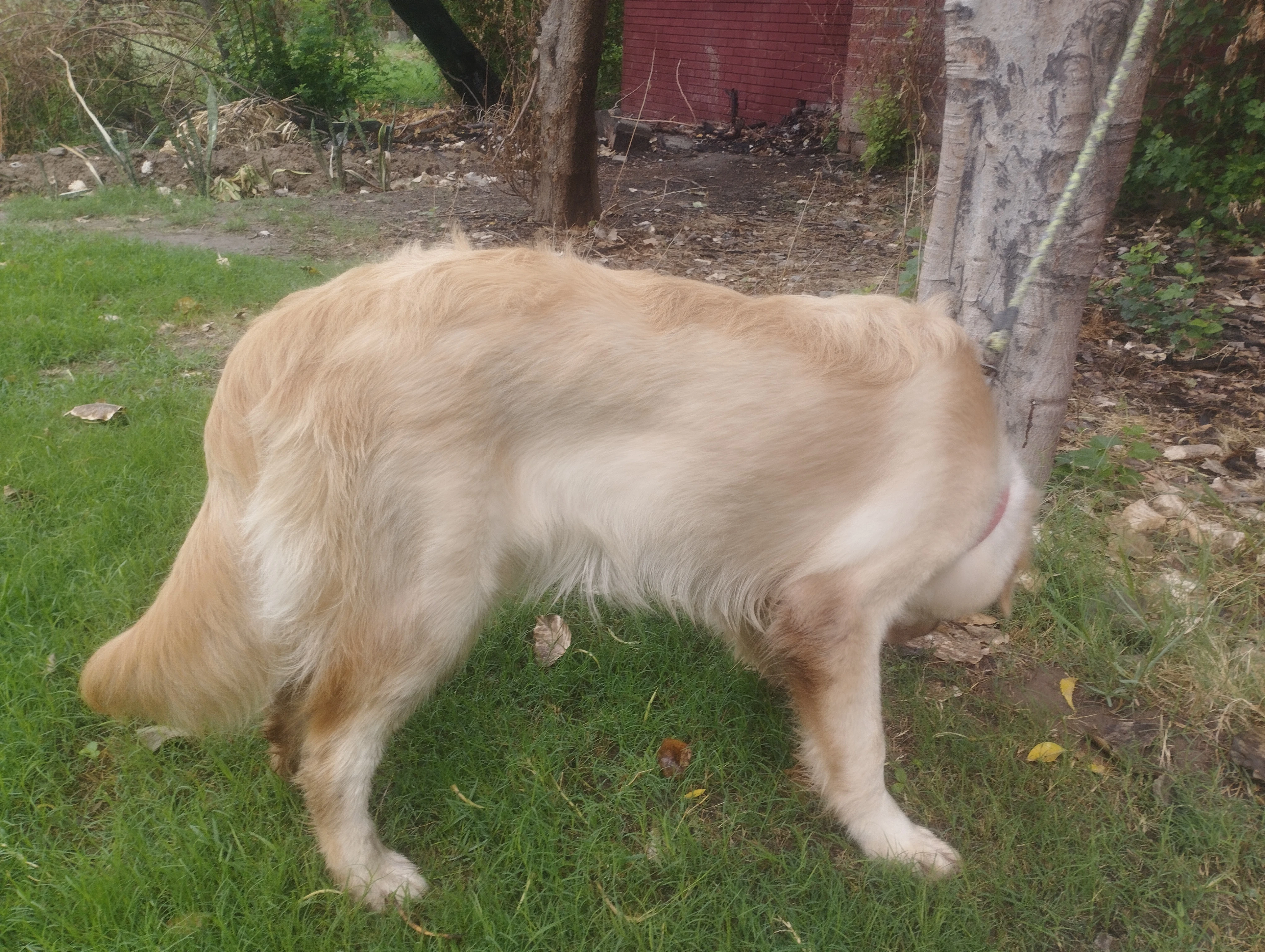 Golden retriever female puppy