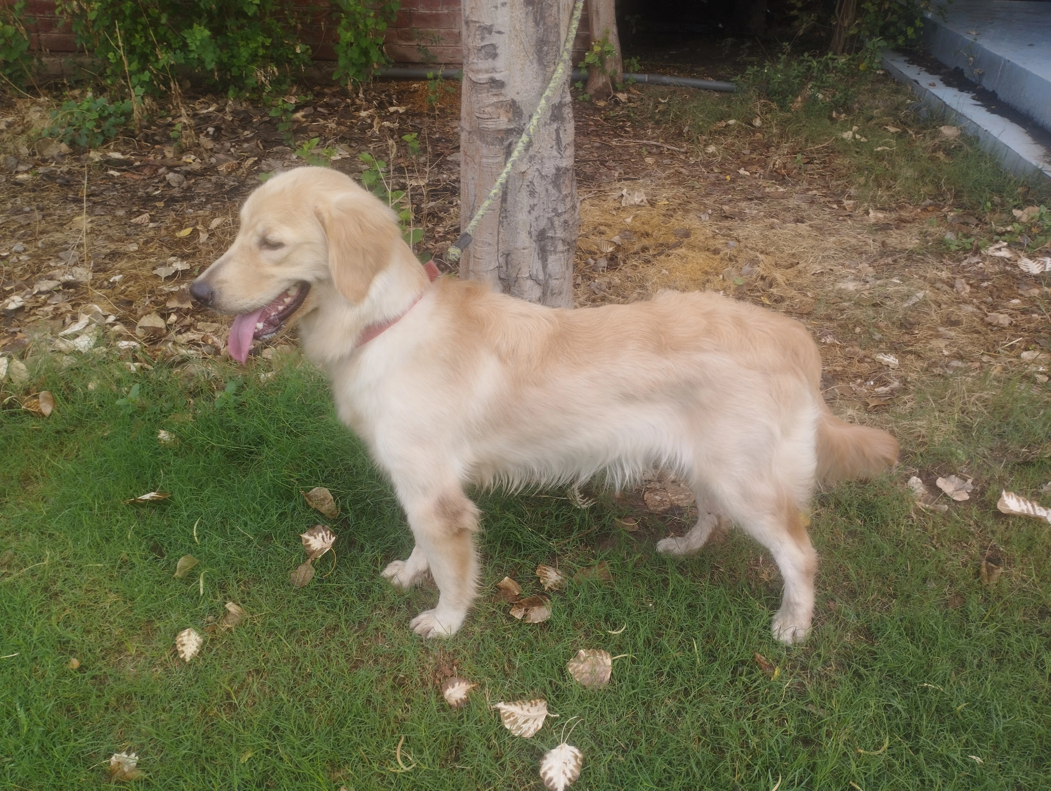 Golden retriever female puppy