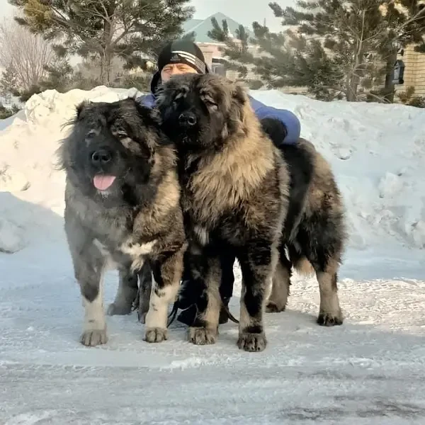 Caucasian Shepherd Ready To Import-Image 1