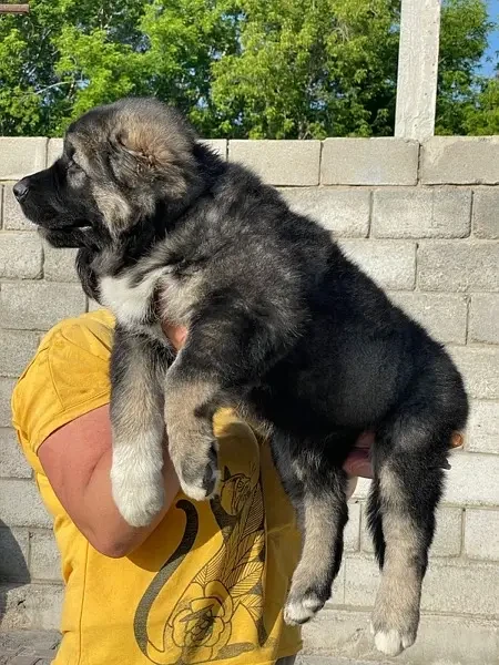 Caucasian Shepherd Ready To Import