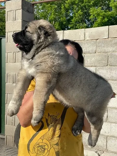 Caucasian Shepherd Ready To Import