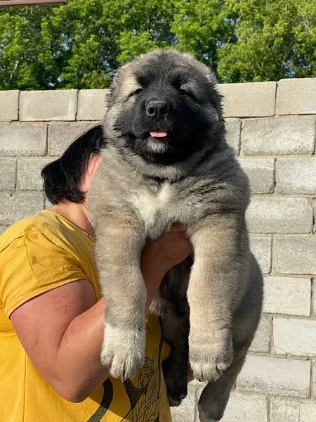 Caucasian Shepherd Ready To Import