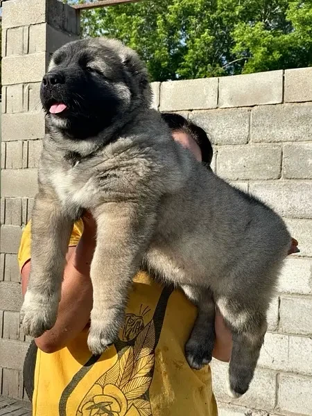 Caucasian Shepherd Ready To Import