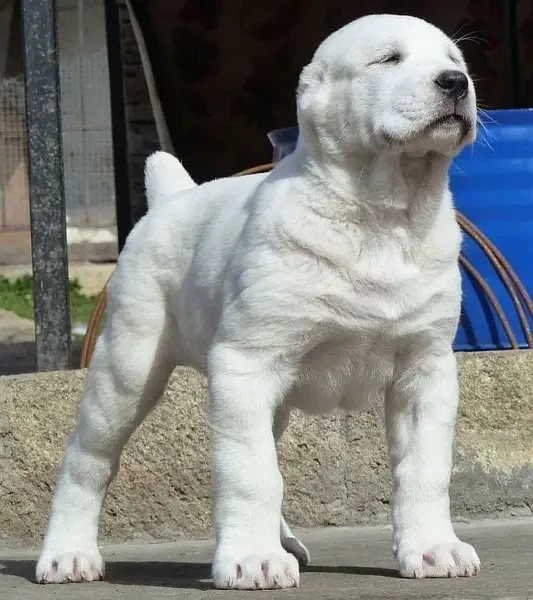 Imported Alabai male Puppy-Image 1