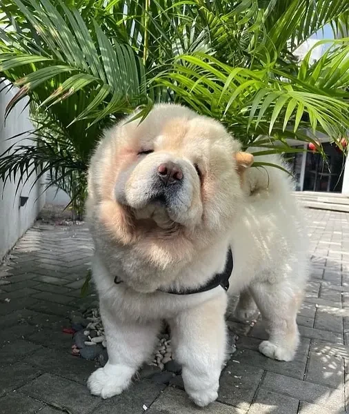 Chow Chow Adult Male