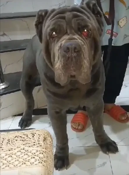 Cane Corso Adult Breeder Female