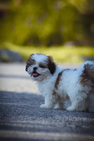 Shihtzu Male puppy imported parents-Image 1