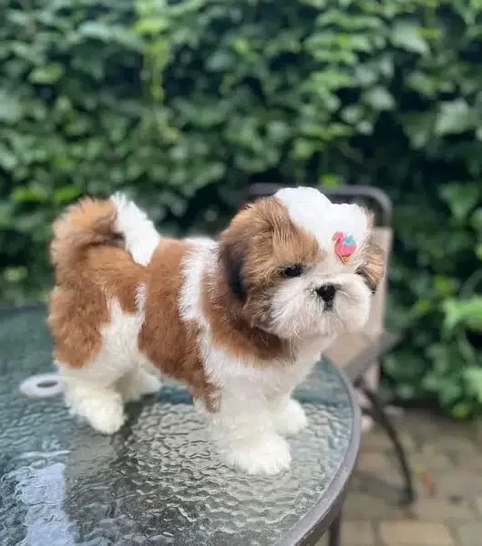 Shihtzu Male puppy imported parents-Image 2