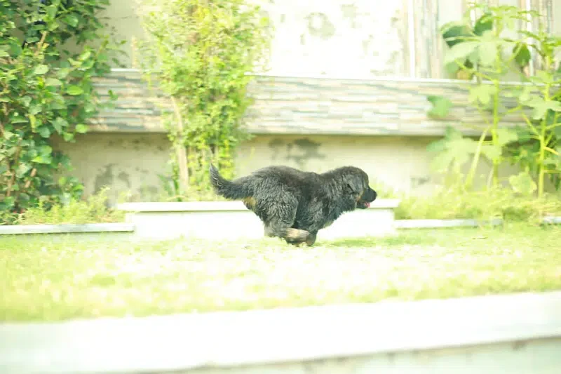 Top quality German shepherd long haired Female puppy