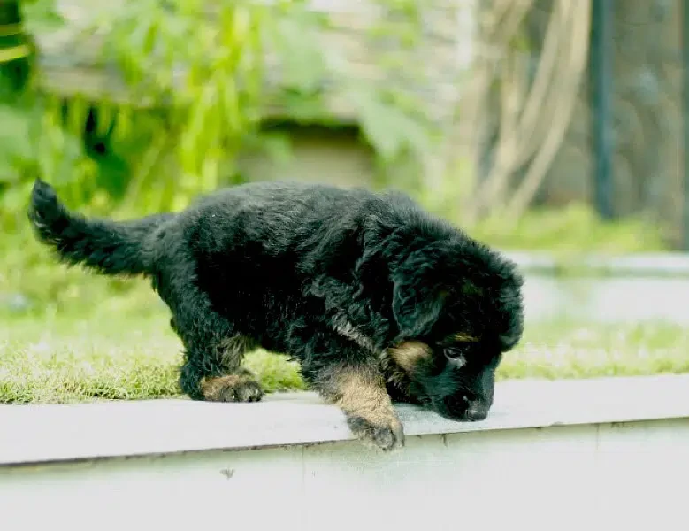 Top quality German shepherd long haired Female puppy