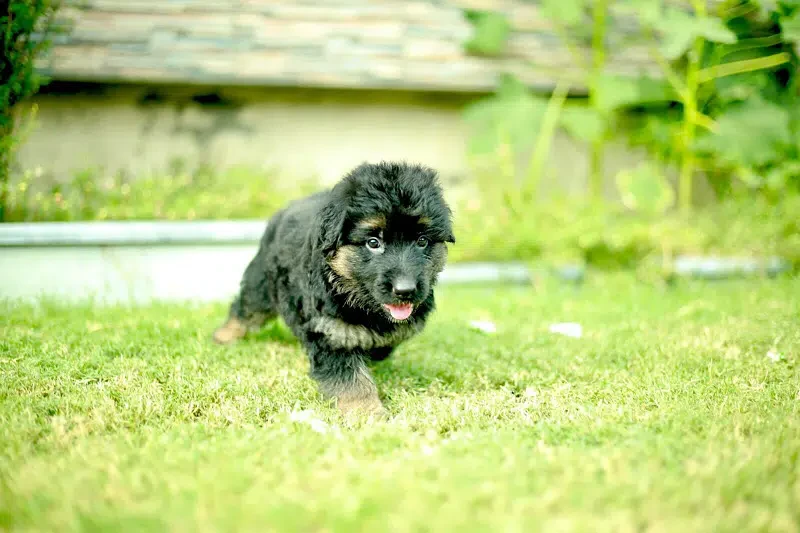 Top quality German shepherd long haired Female puppy