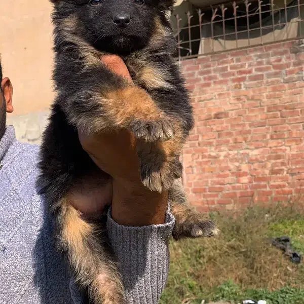 German Shepherd Female puppy